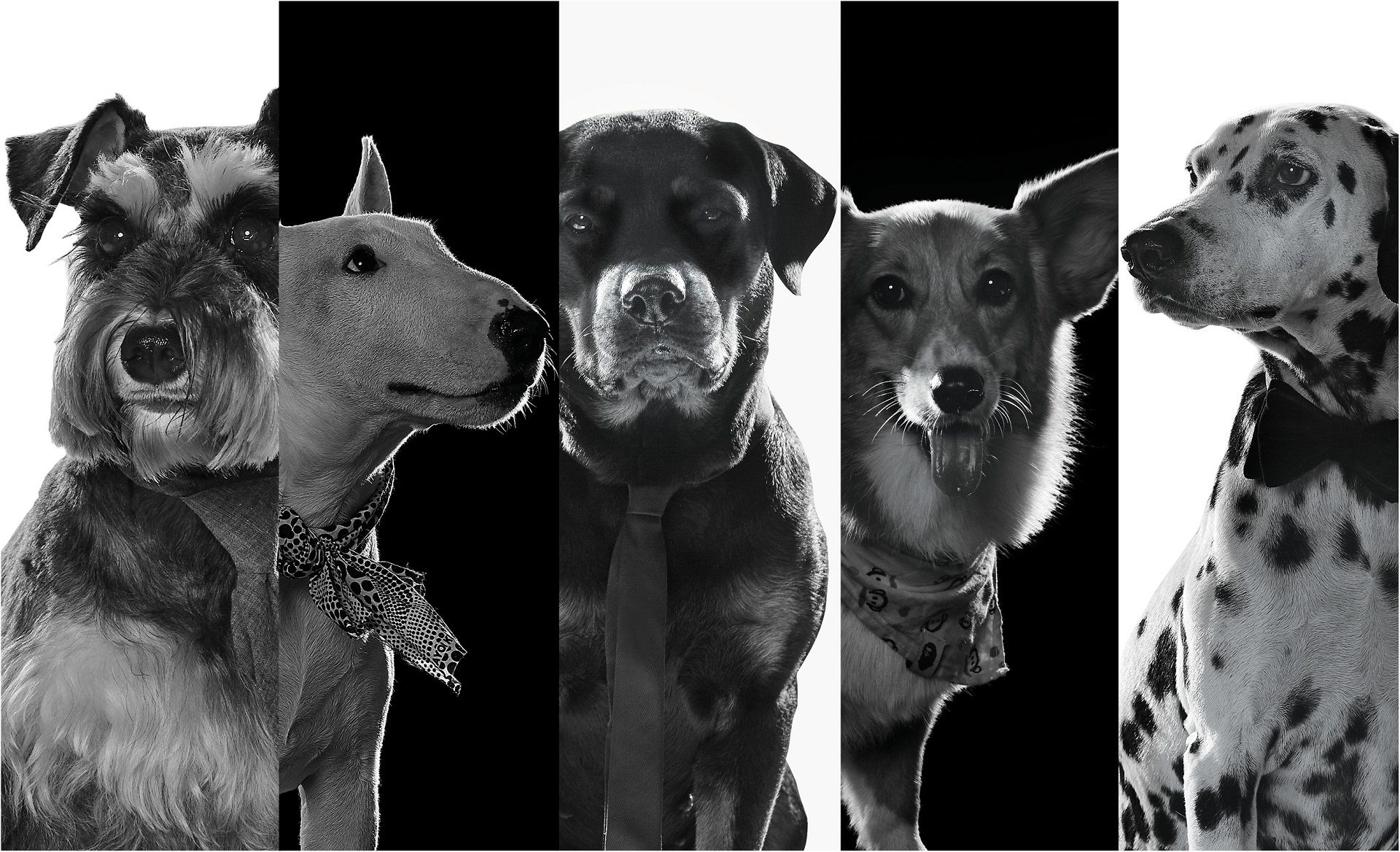 August Man Malaysia presents Dog Days Are Here