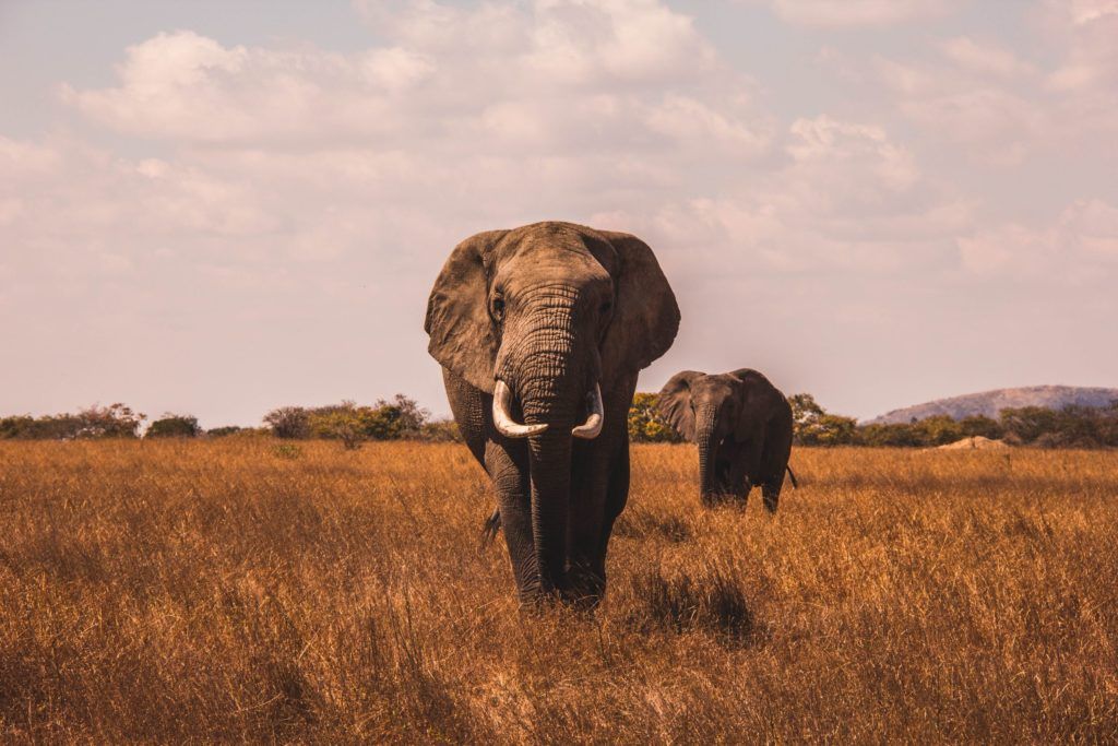Don’t miss an adventurous voyage to the best of India’s safaris