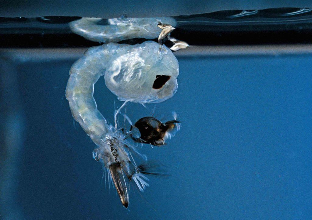 Apocalypse M: Our battle against mosquitoes and their viruses