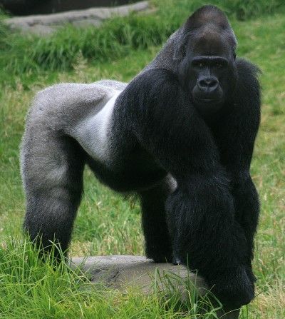 In Memory Of Harambe: 5 Facts About Gorillas You Probably Didn’t Know