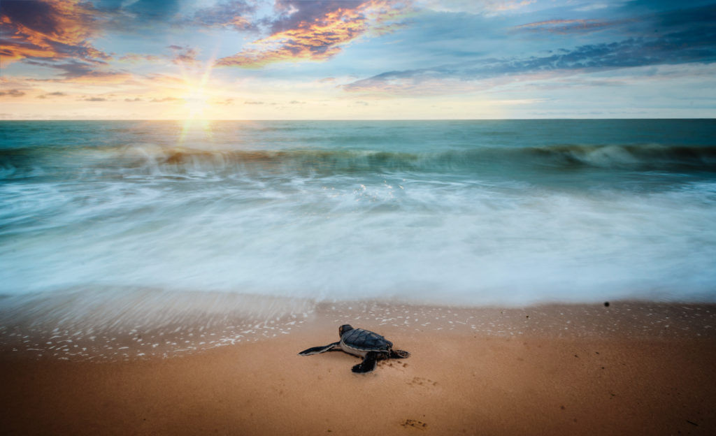Eco-Conservation: One Malaysian’s Mission To Save The Turtles