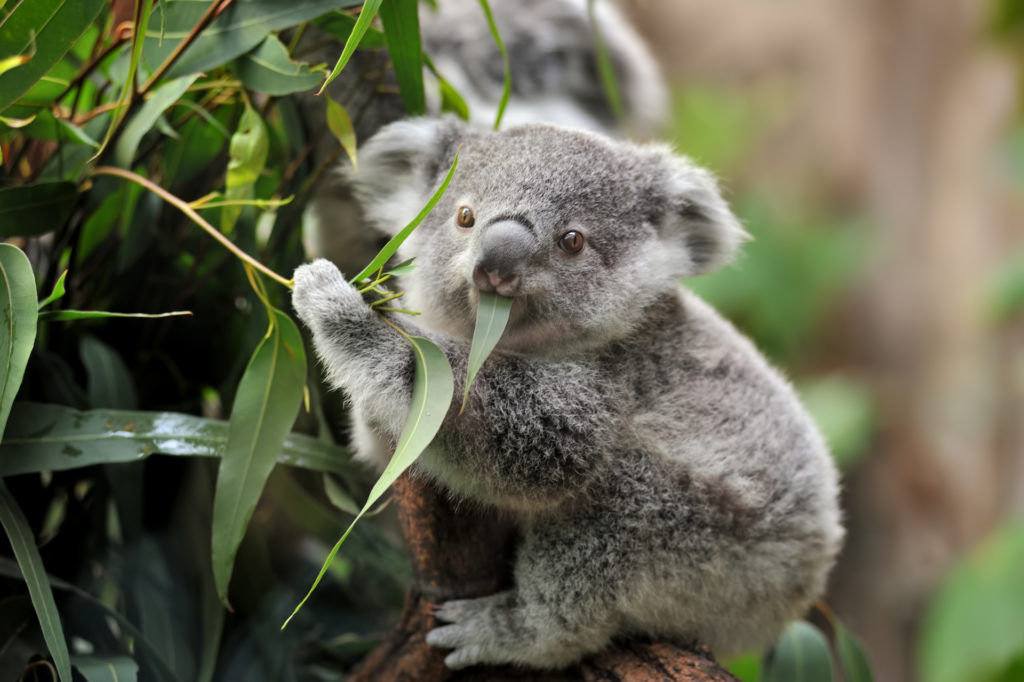 Cute Animal Videos Help To Reduce Stress Up To 50%