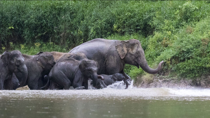 Elephant In The Corner: Conservation Of The Giants At Ulu Muda