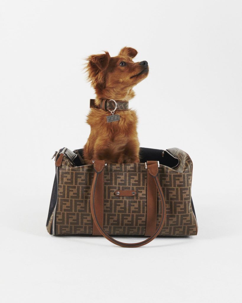 Fendi Has Launched A Pet Accessories Line, Because Your Pup Deserves Only The Best