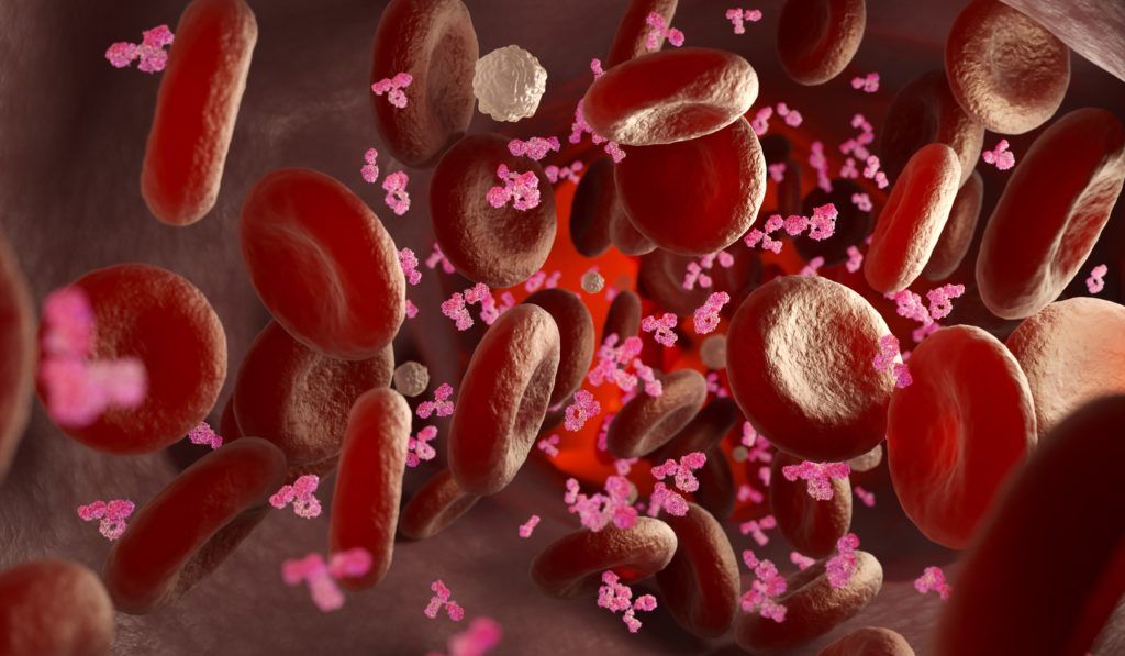 Antibodies Against Coronavirus Last 8 Months After Infection