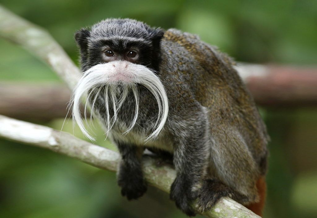 Get Up Close With The Animals With Hello From The Wild Side 2.0