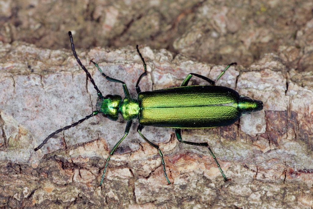 Spanish Fly: An Aphrodisiac That’s More Lethal Than Sexy