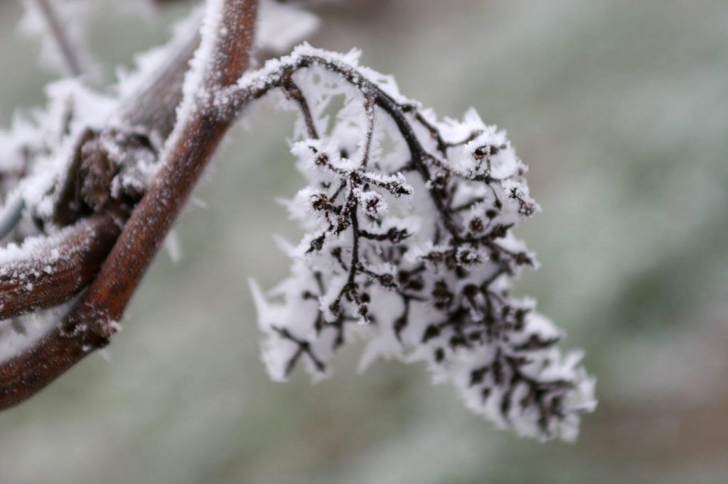 Global Warming Is Increasing The Likelihood Of Frost Damage In Vineyards