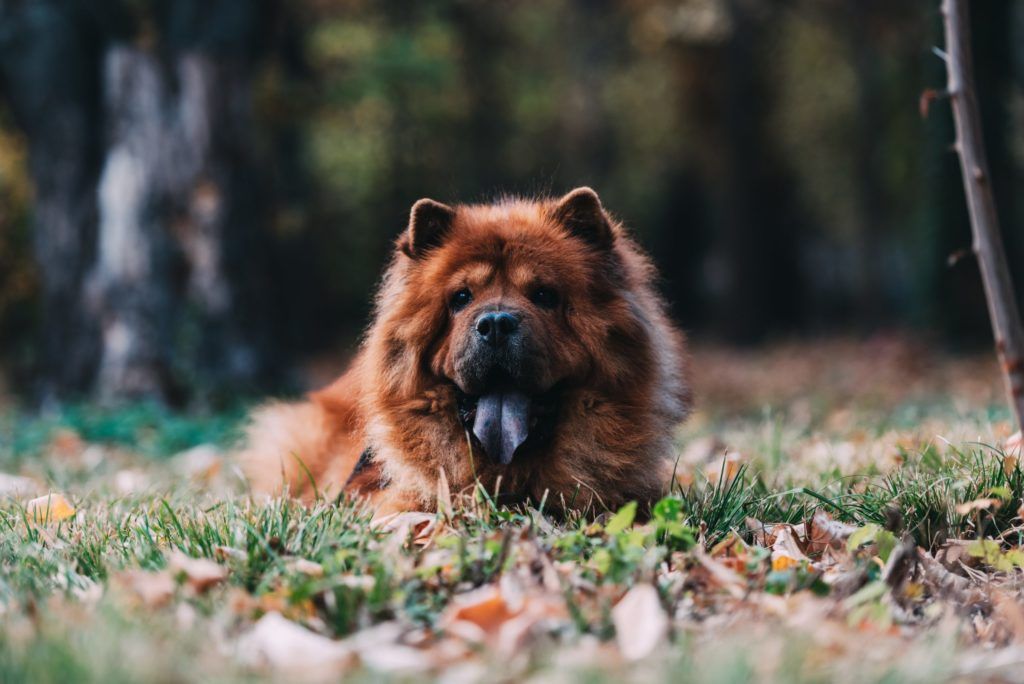 Uncovering The World’s Most Expensive Dog Breeds
