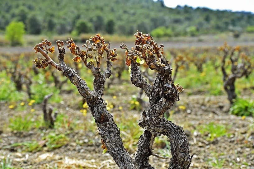 French Wine Production