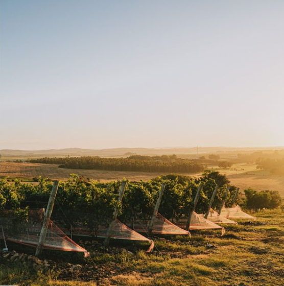 Bodega Bouza (Montevideo/Canelones, Uruguay)