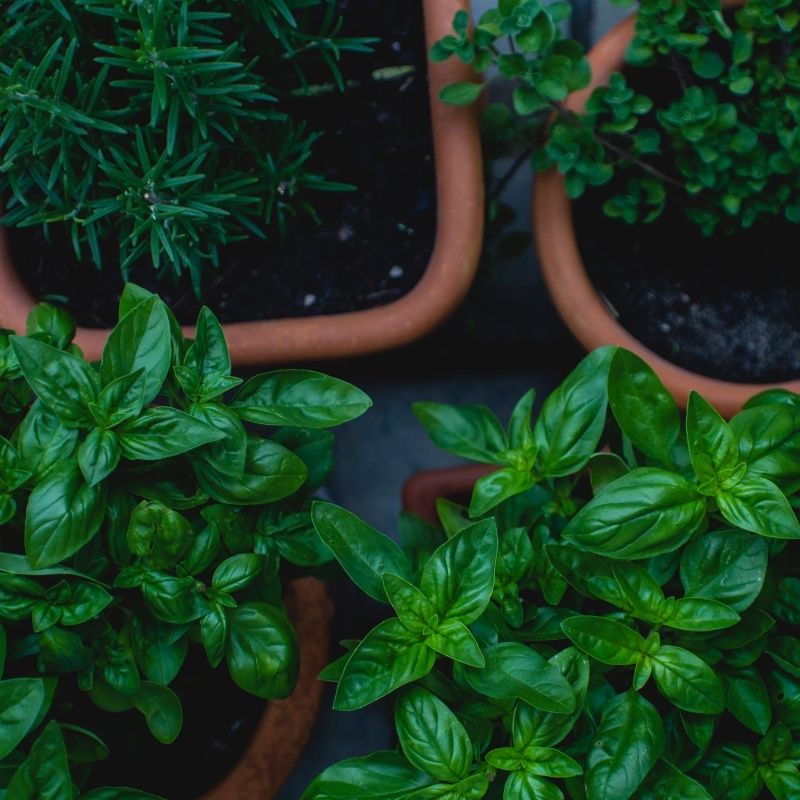 Space-Saving Edible Plants You Can Grow In Your Home