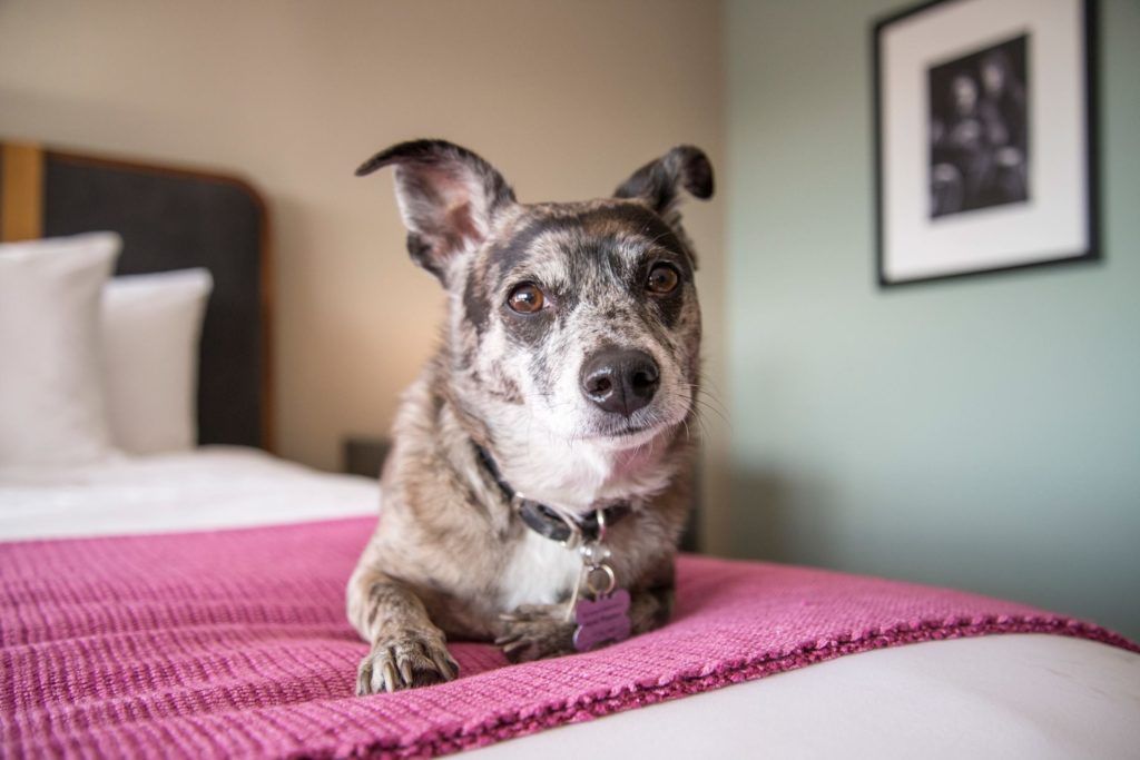 Dog-Friendly Hotels Around The World Perfect For A Fur Kid Vacation