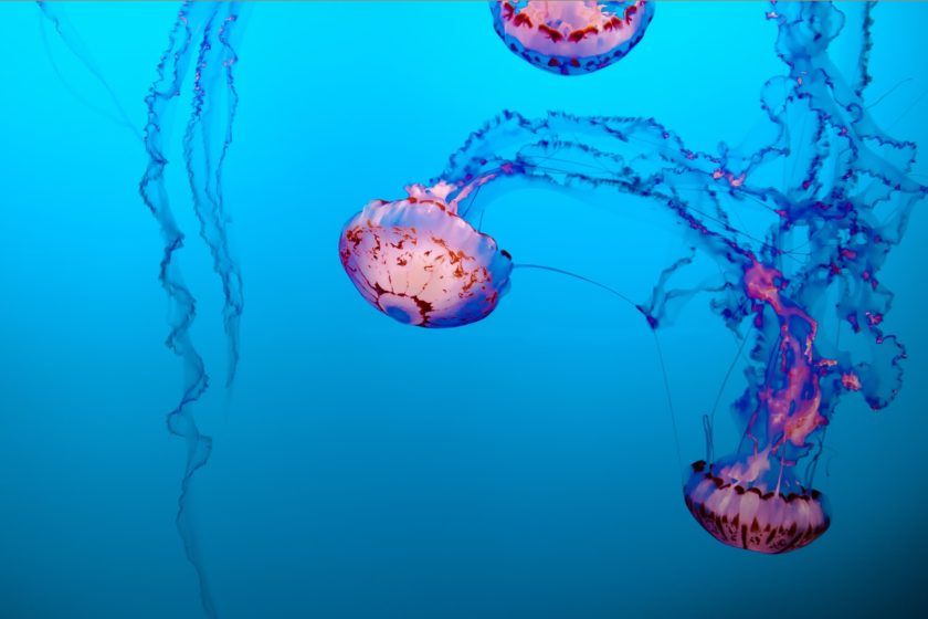 10 Of The Strangest Renewable Energy Sources From Around The Globe