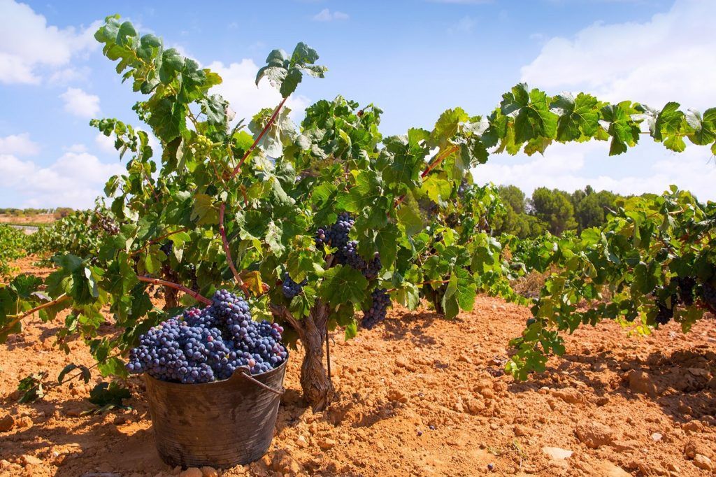 As Harvesting Begins In Champagne, Over Half The Grapes Have Already Been Lost