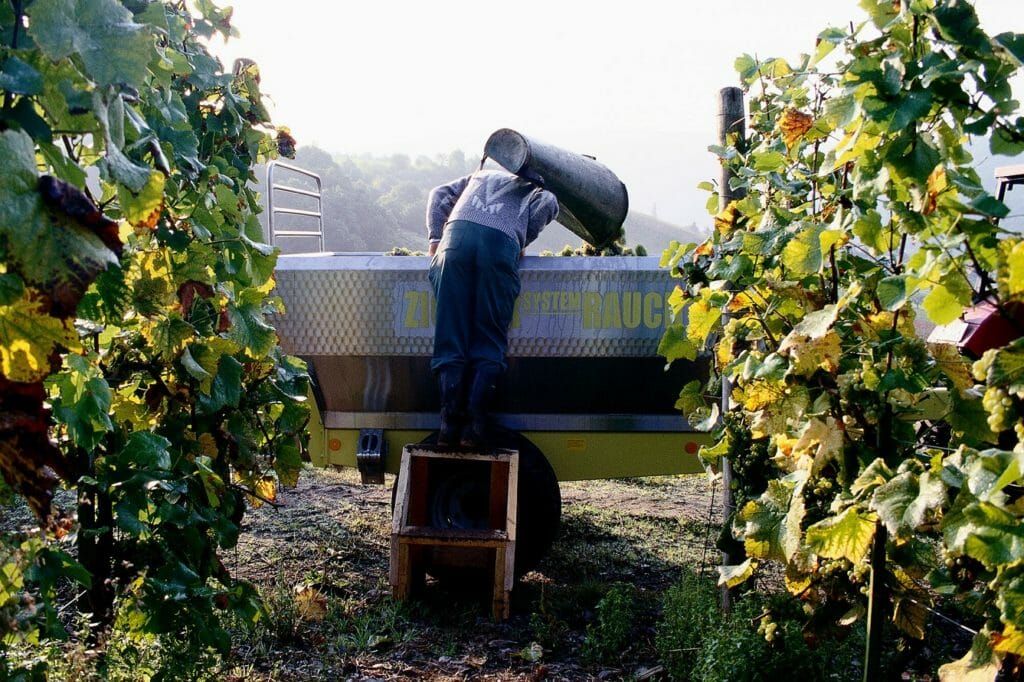 Here’s What You Need To Know About Europe’s Historically Low Wine Harvest