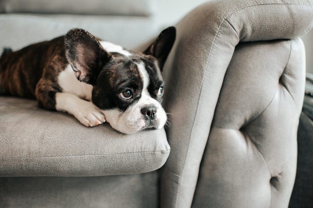 The Everyday Noises In Your Household Could Cause Your Dog Anxiety — Here’s Why