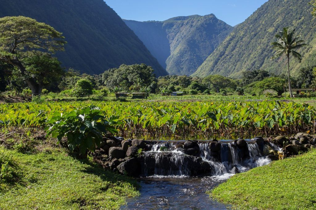 A Hawaiian Stream Started Smelling Like Beer — It Turned Out To Have A 1.2% ABV