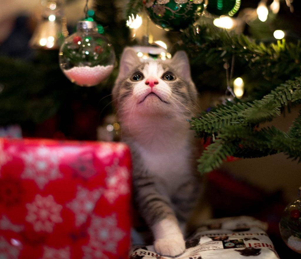 Perfect Pet Gifts To Spoil Your Furkid This Christmas