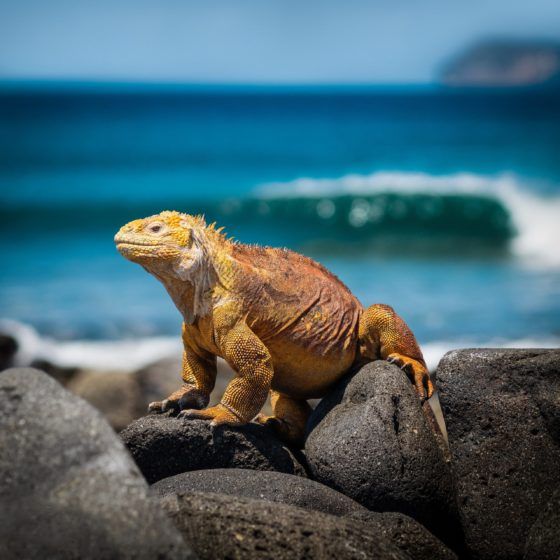 Galápagos Islands, Ecuador