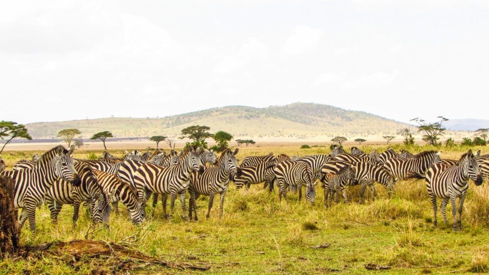 Serengeti National Park, Tanzania