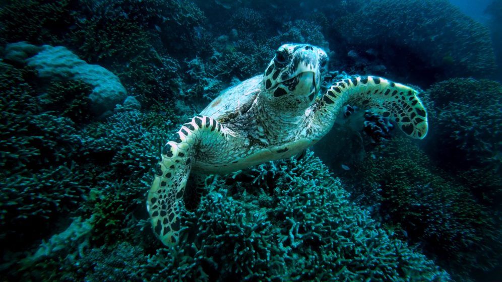 Great Barrier Reef, Australia