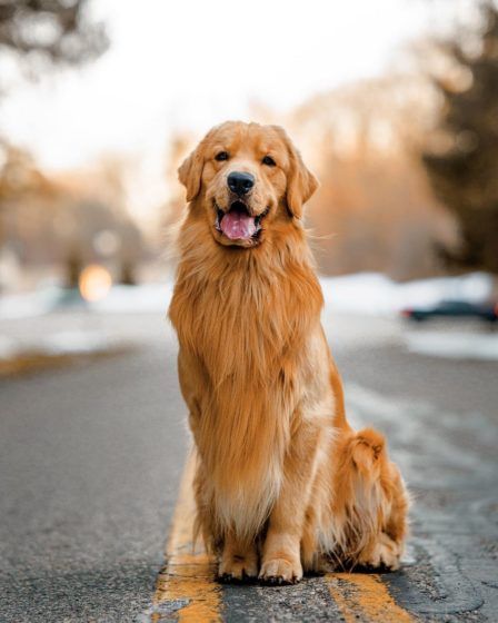 TUCKER | The Golden Retriever