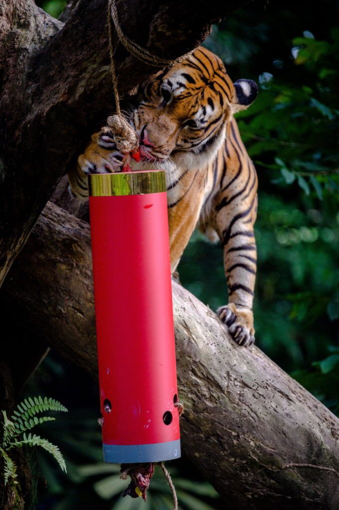 The Tiger Set To Be The Star At Singapore Zoo This Lunar New Year