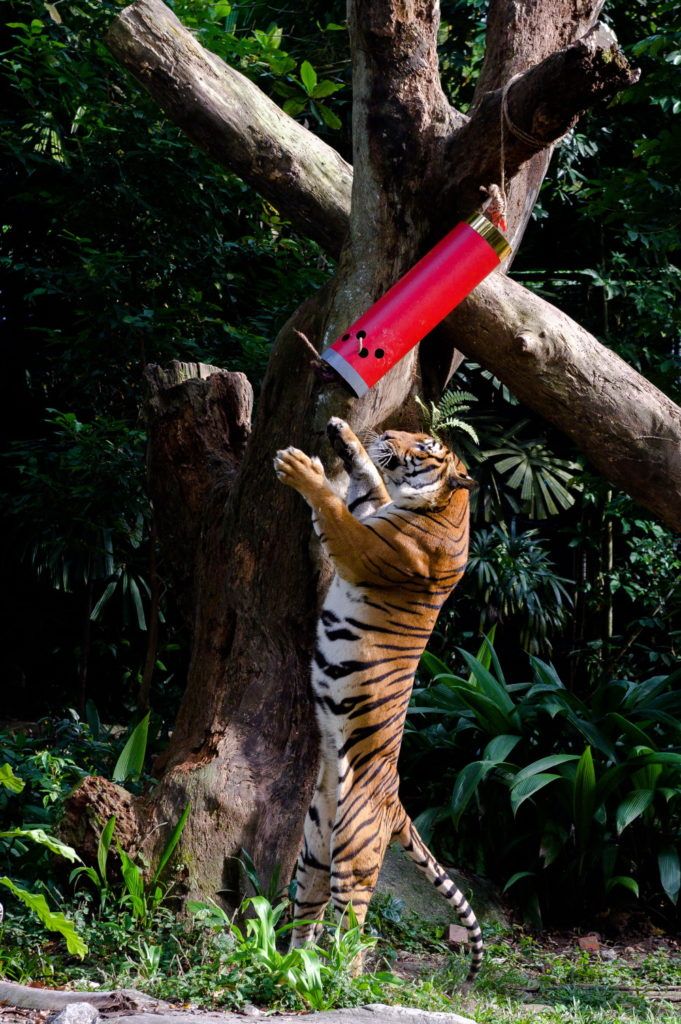 Singapore Zoo Tiger