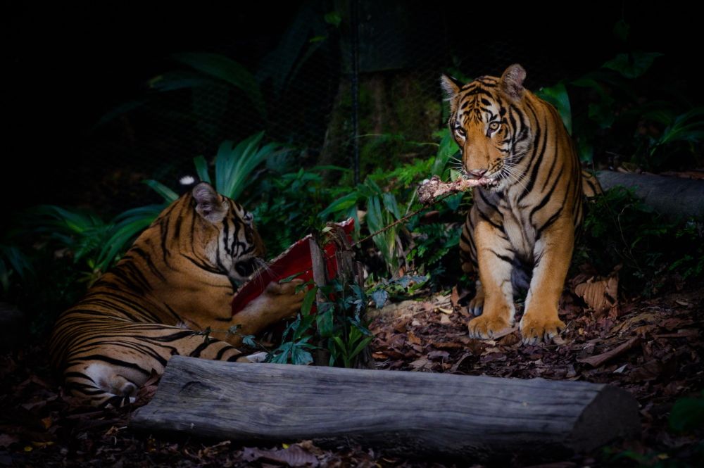 Experience The Roar Of The Tiger At Singapore Zoo With Lunar New Year Themed Activities