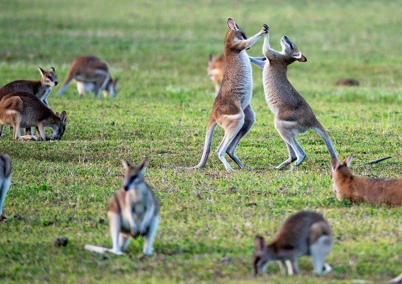 Australia Reopens Borders