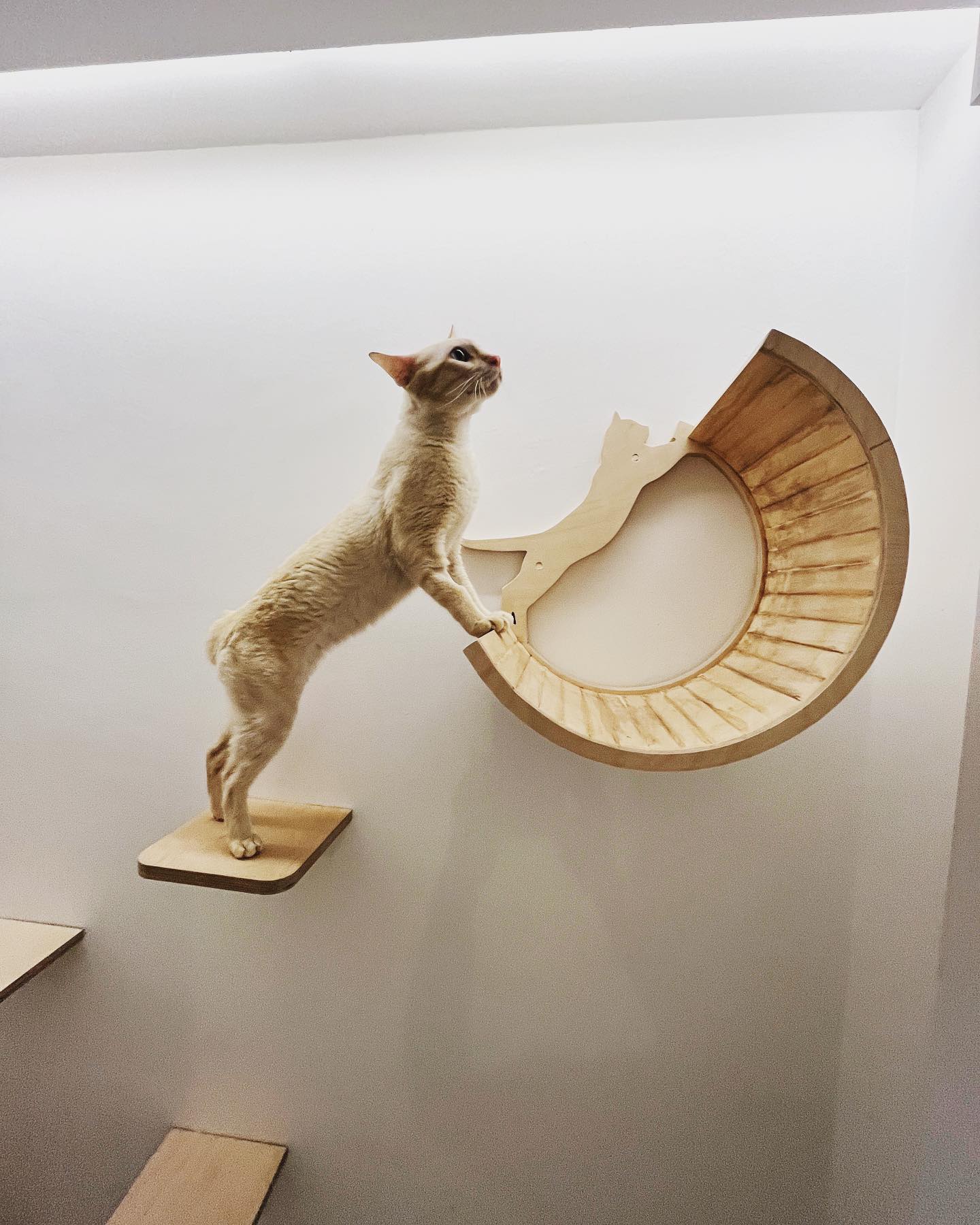 The Luxe Meownor
