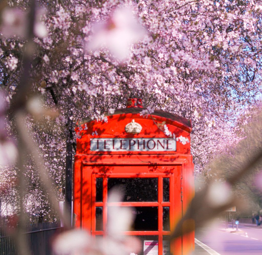 cherry blossoms cherry blossom London England