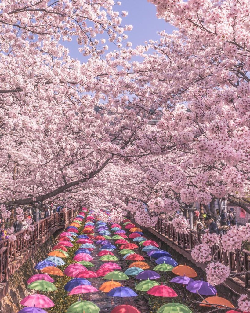 cherry blossoms cherry blossom South Korea jinhae gunhangje festival changwon