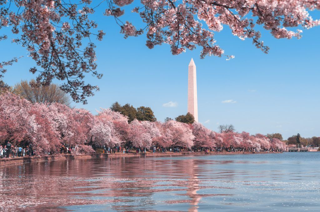 cherry blossoms Washington DC usa cherry blossom