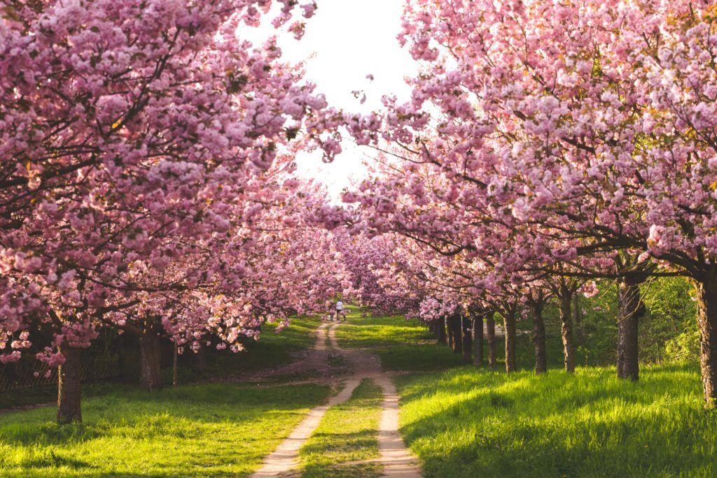 cherry blossoms cherry blossom Berlin germany