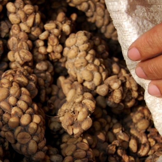 Kopi Luwak coffee