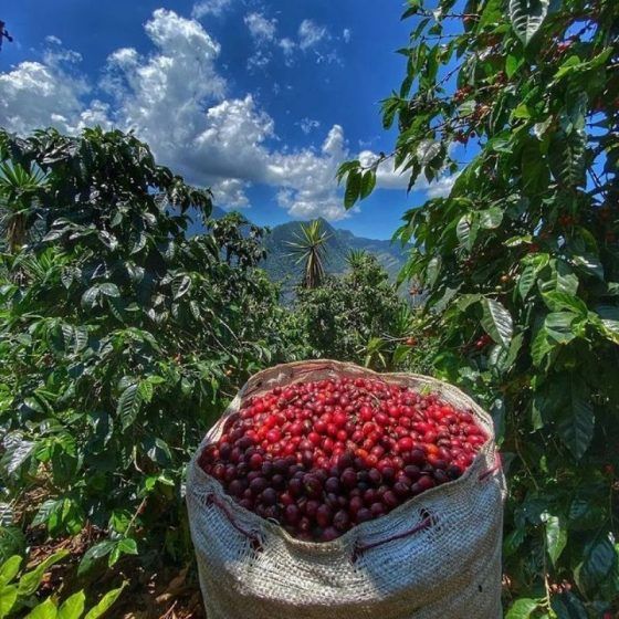 El Injerto coffee