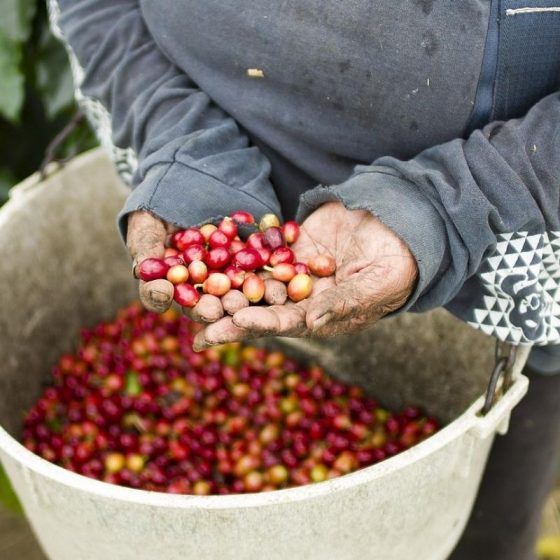 Hawaiian Kona coffee