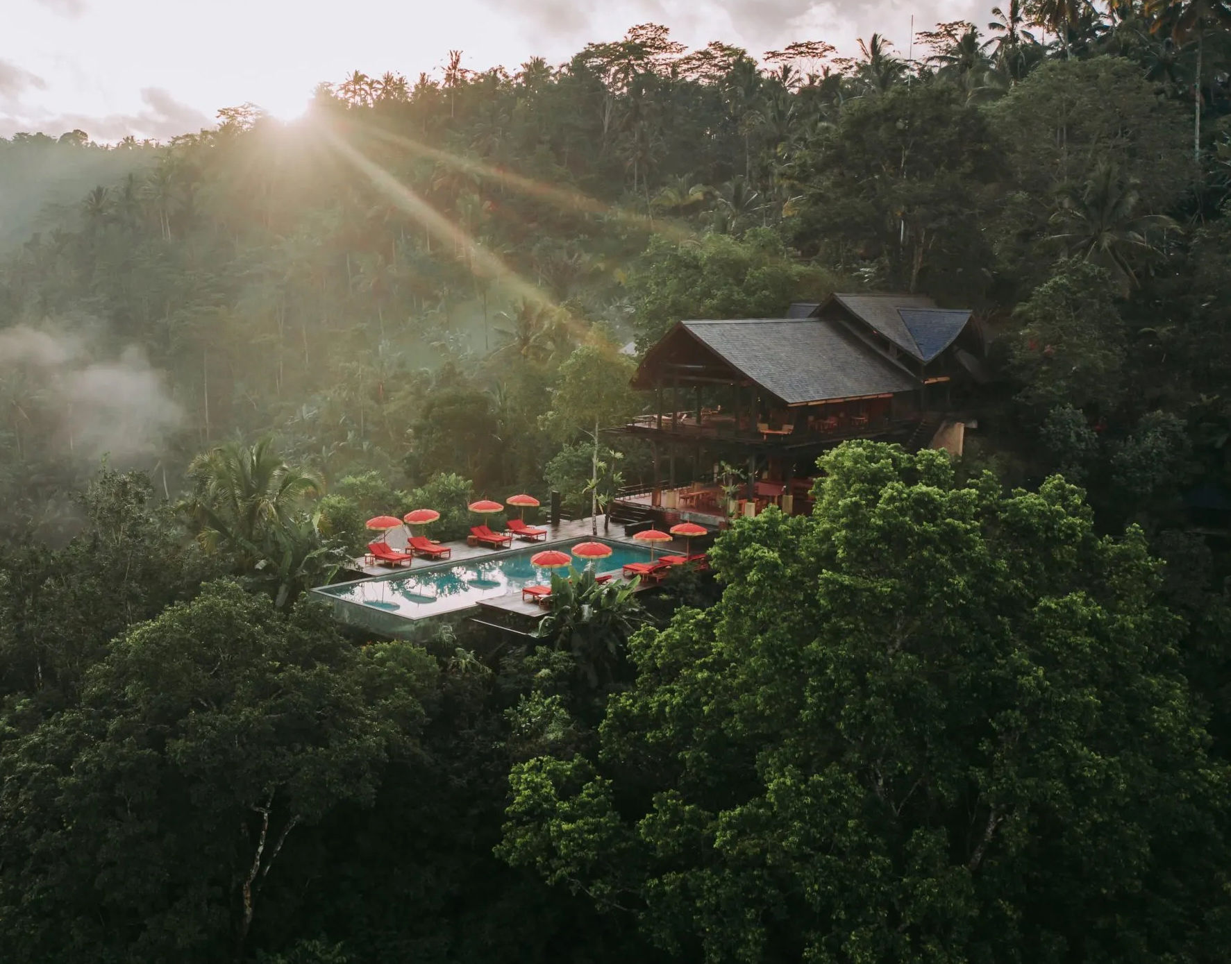 Дерево на бали. Баньян Бали. Деревья на Бали. Buahan Banyan Tree. Огромное дерево на Бали.