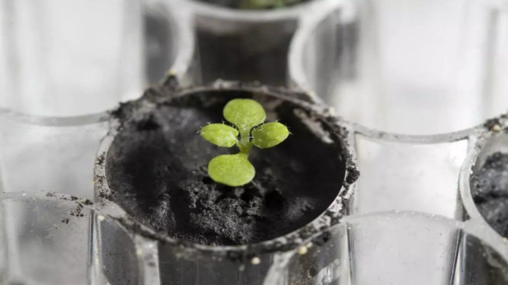 Scientists Grew Plants In Moon Soil Collected During The Apollo Missions: “We Were Amazed”