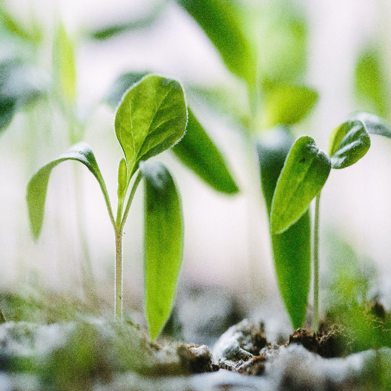Growing Plants on Moon