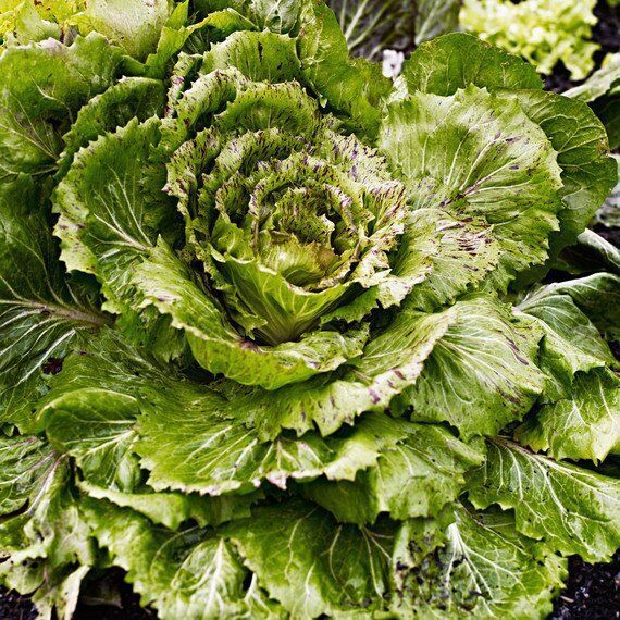 Vegetable garden