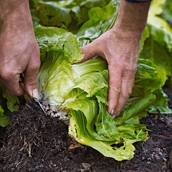 Vegetable garden