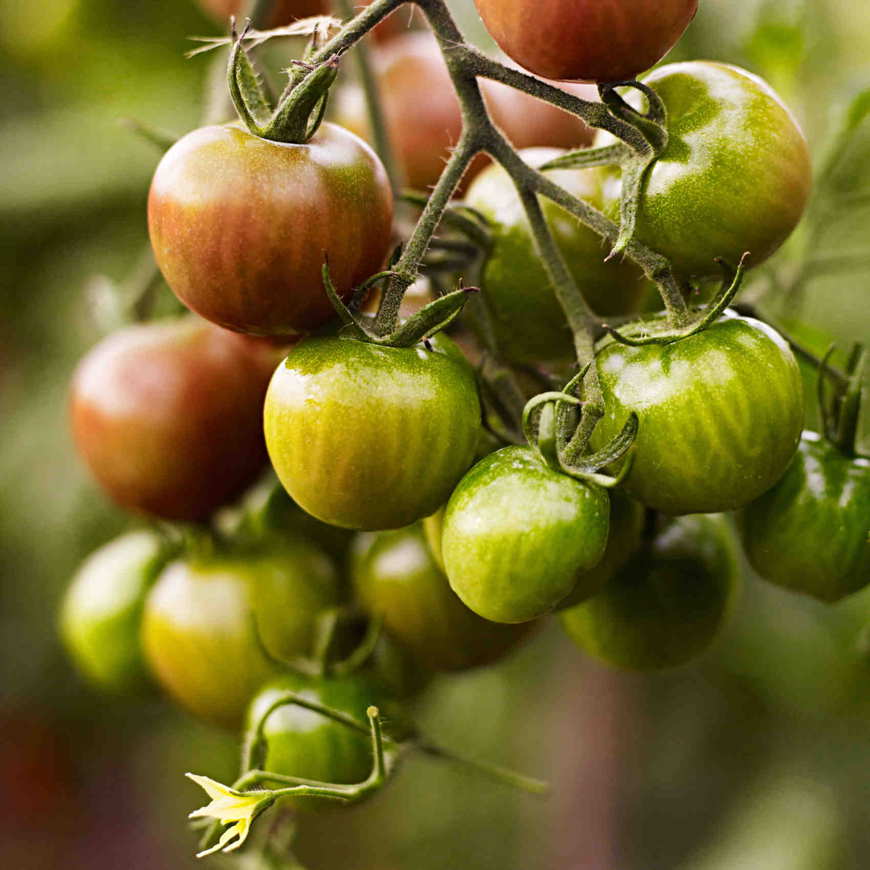 Tomatoes