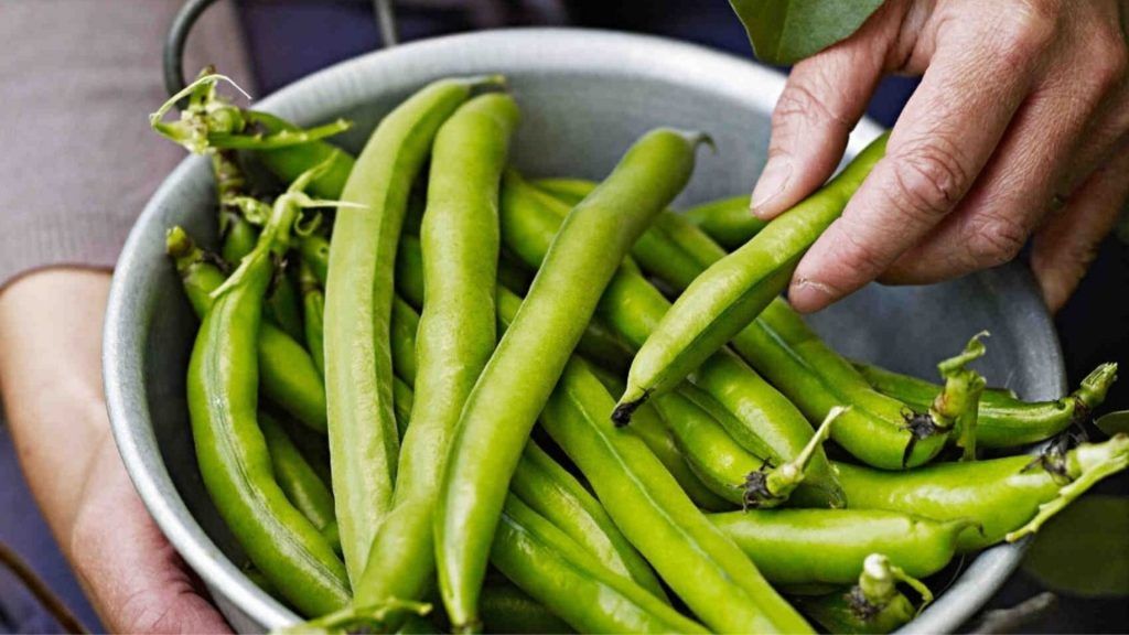 A Beginner’s Guide To Growing Your Own Vegetable Garden At Home