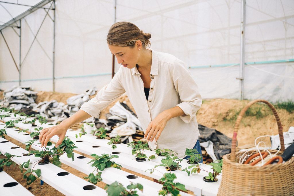 Hydroponic garden