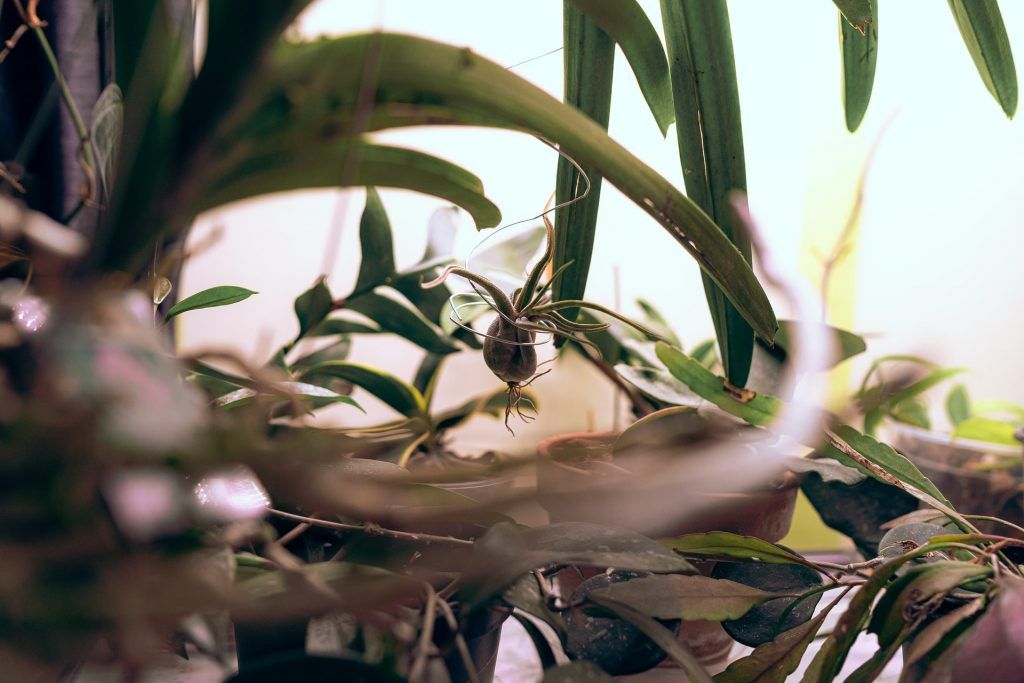 air plants