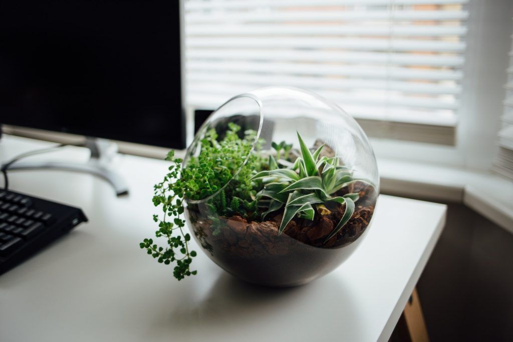 terrarium indoor plants