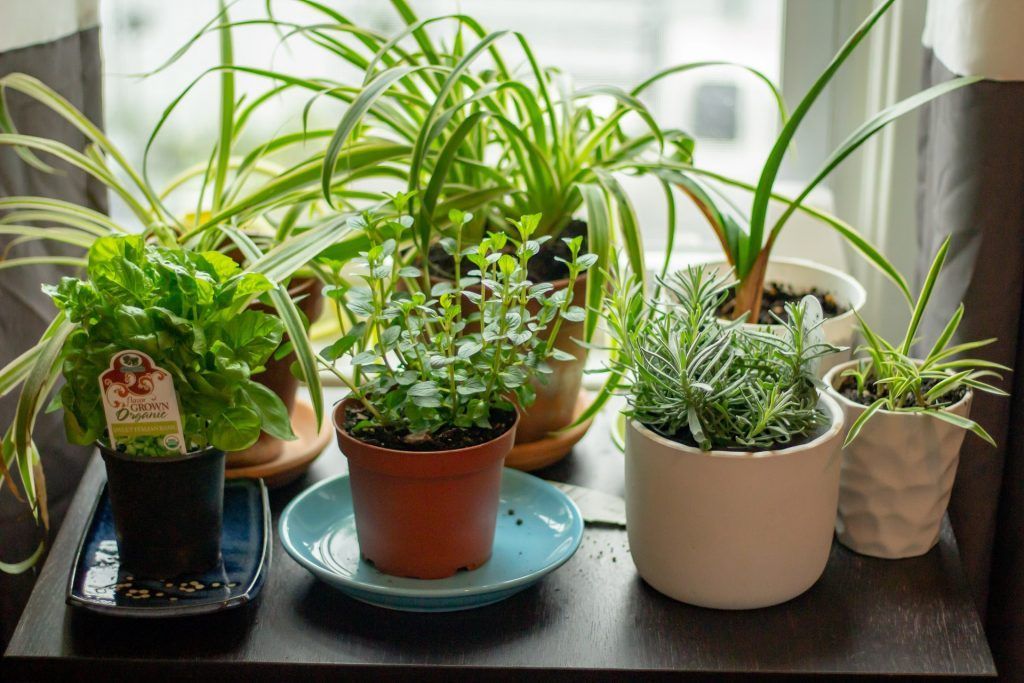 herb garden